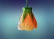 Banner bloem
